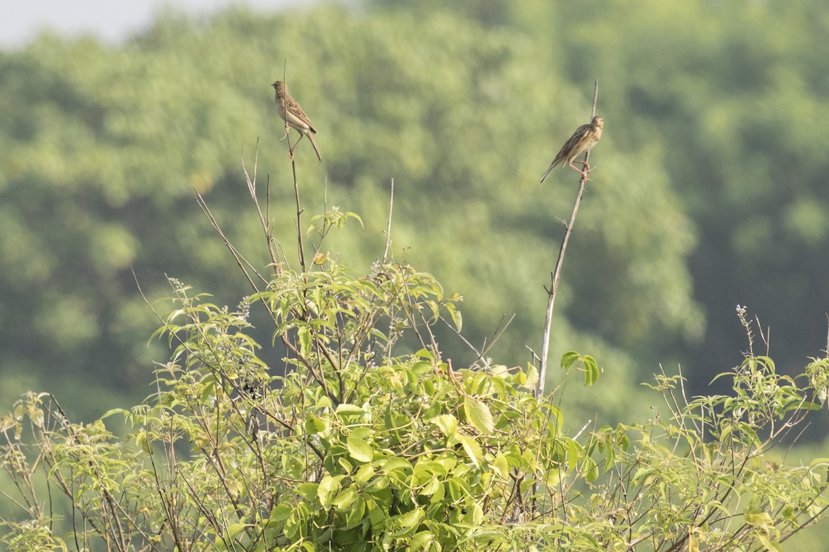 Richard's Pipit - Ramesh Shenai