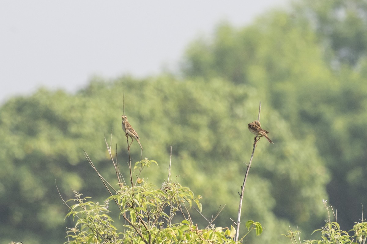 Richard's Pipit - ML625566149