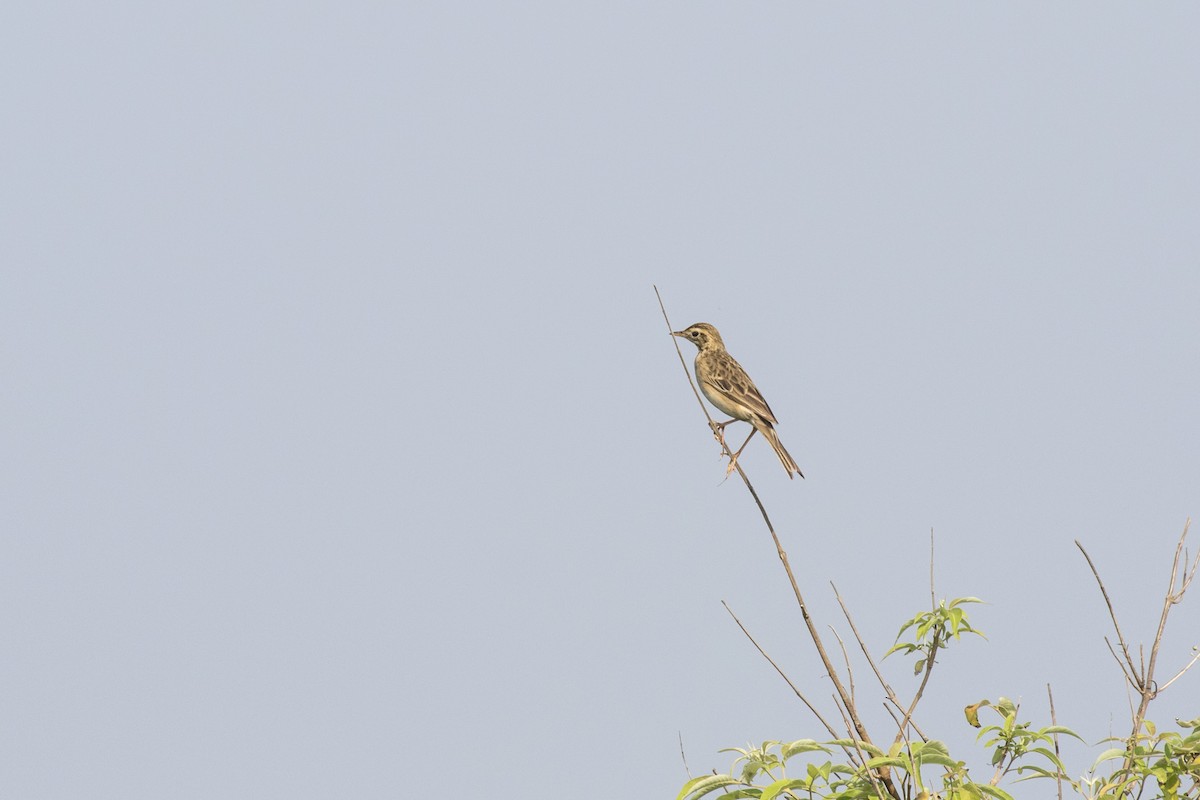 Richard's Pipit - ML625566150