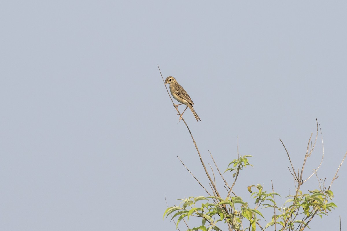 Richard's Pipit - ML625566151