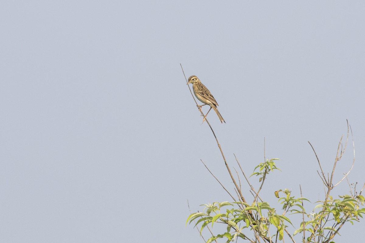 Richard's Pipit - ML625566152