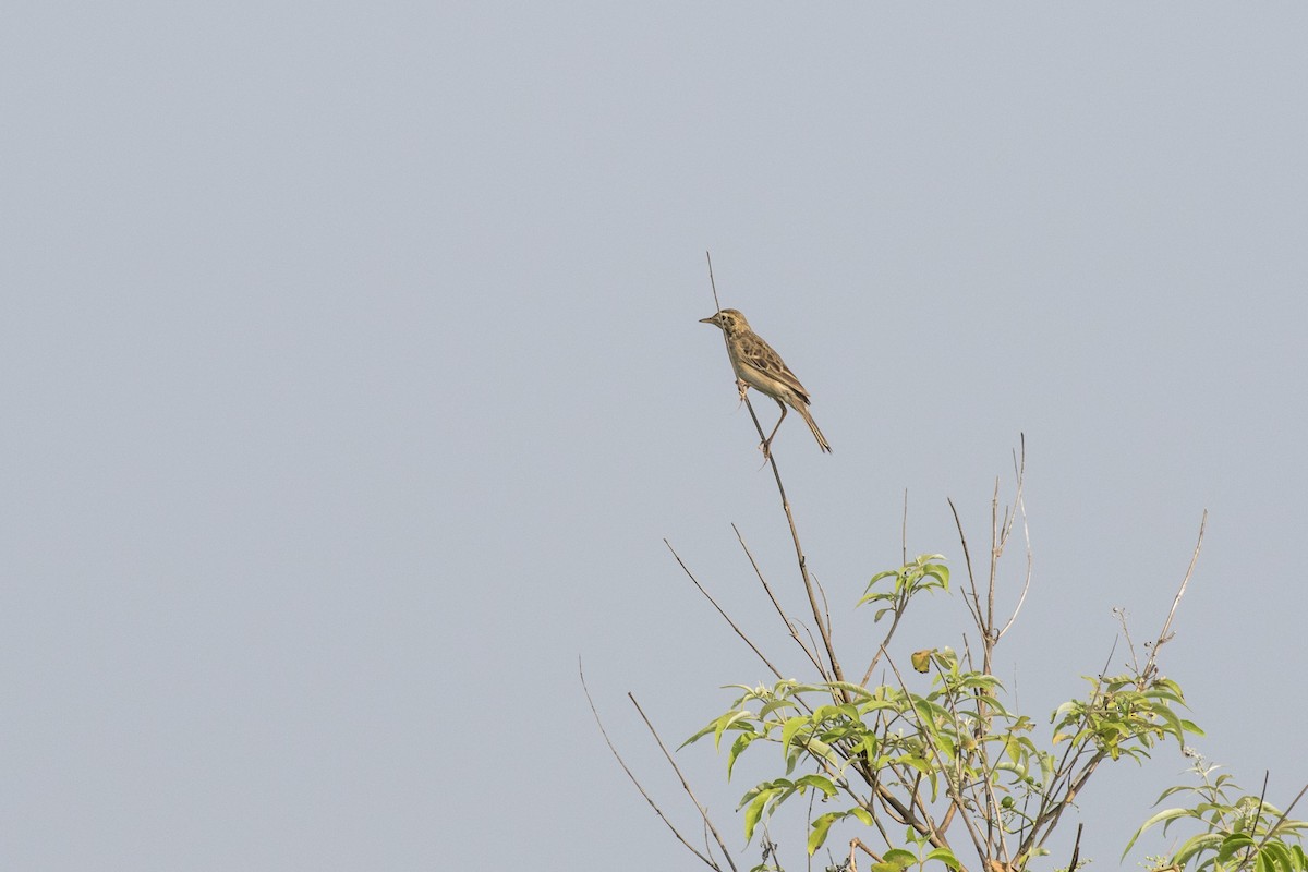 Richard's Pipit - ML625566153