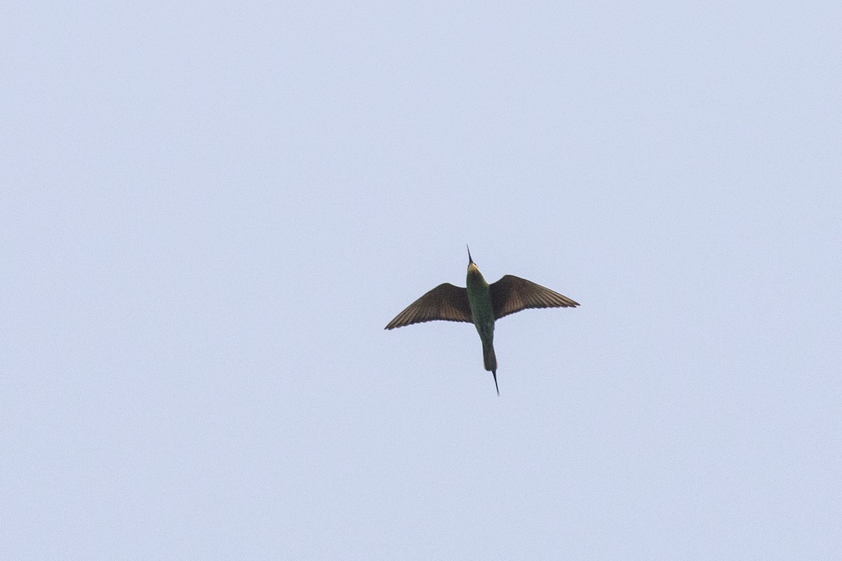 Blue-cheeked Bee-eater - Ramesh Shenai