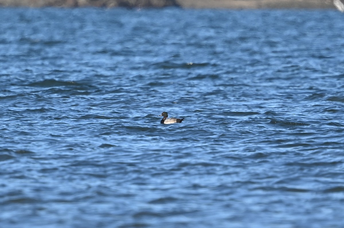 Ring-necked Duck x Greater Scaup (hybrid) - ML625566208