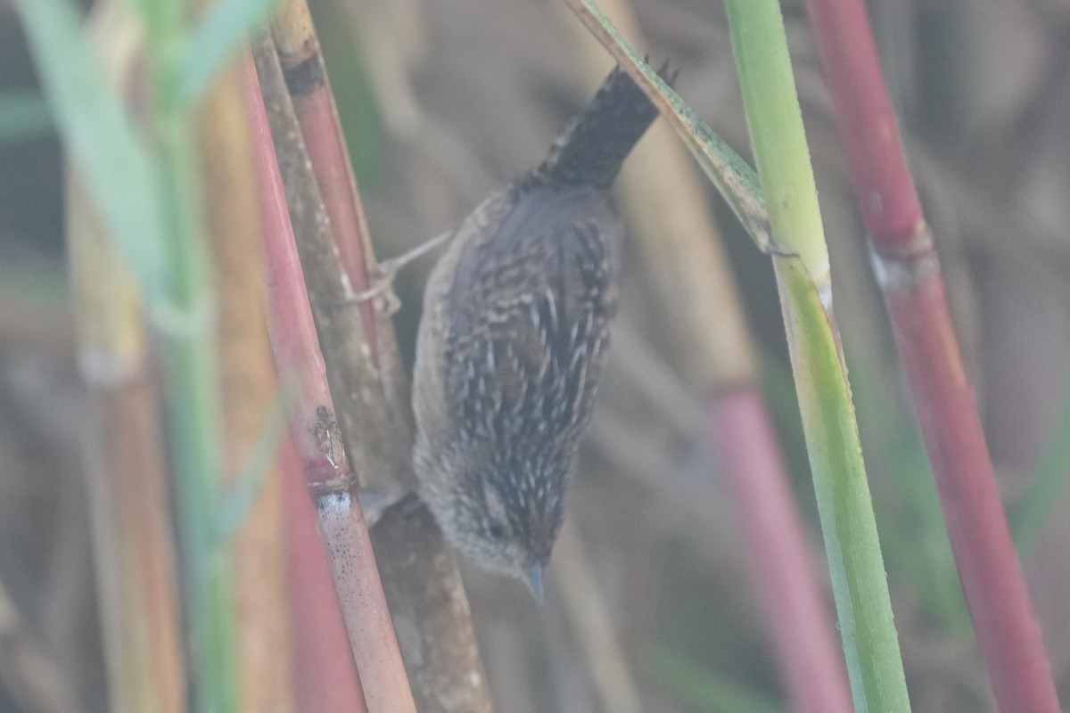 Sedge Wren - ML625566225