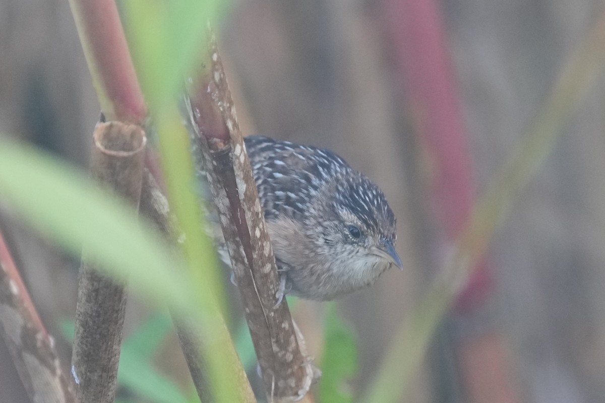 Sedge Wren - ML625566226