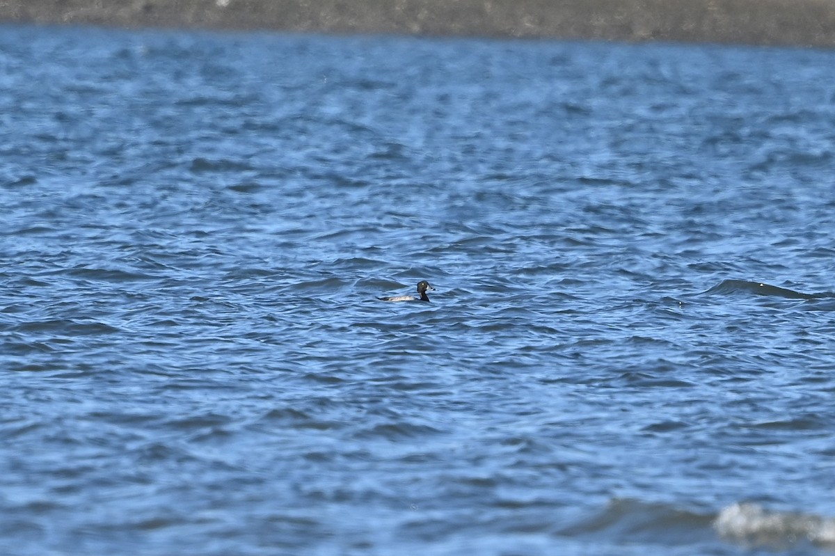 Ring-necked Duck x Greater Scaup (hybrid) - ML625566237
