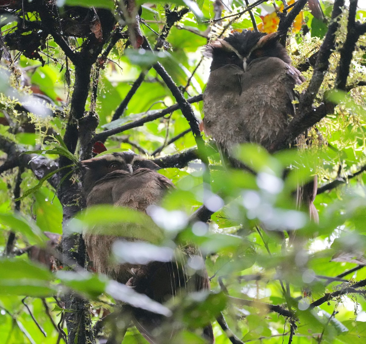 Crested Owl - ML625566459