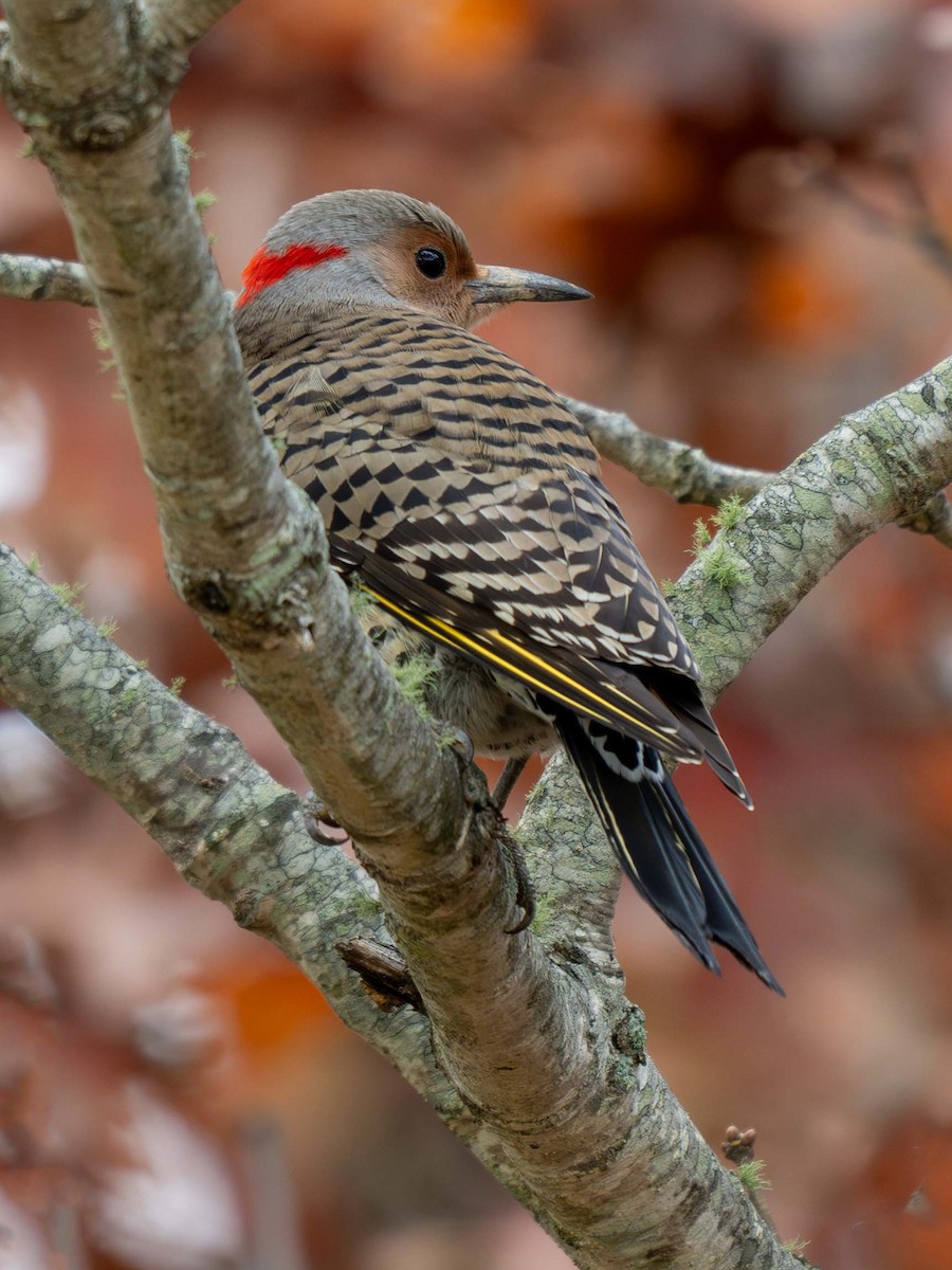 Northern Flicker - ML625566460