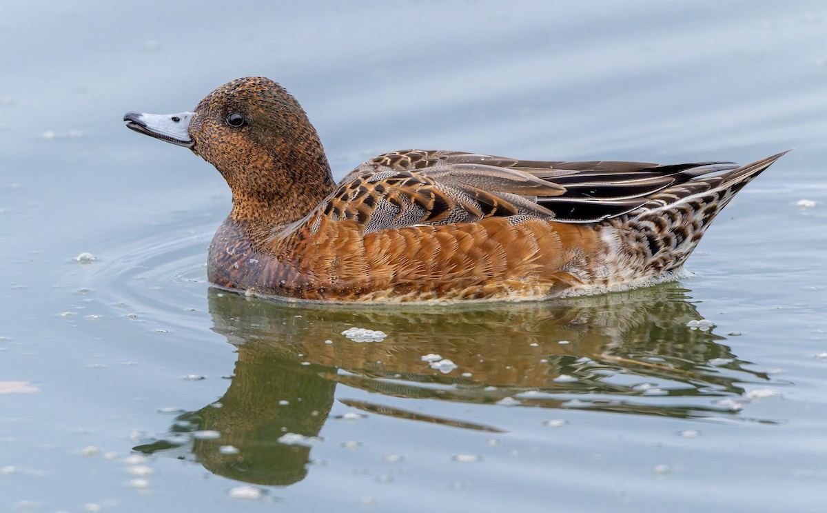 Canard siffleur - ML625566496