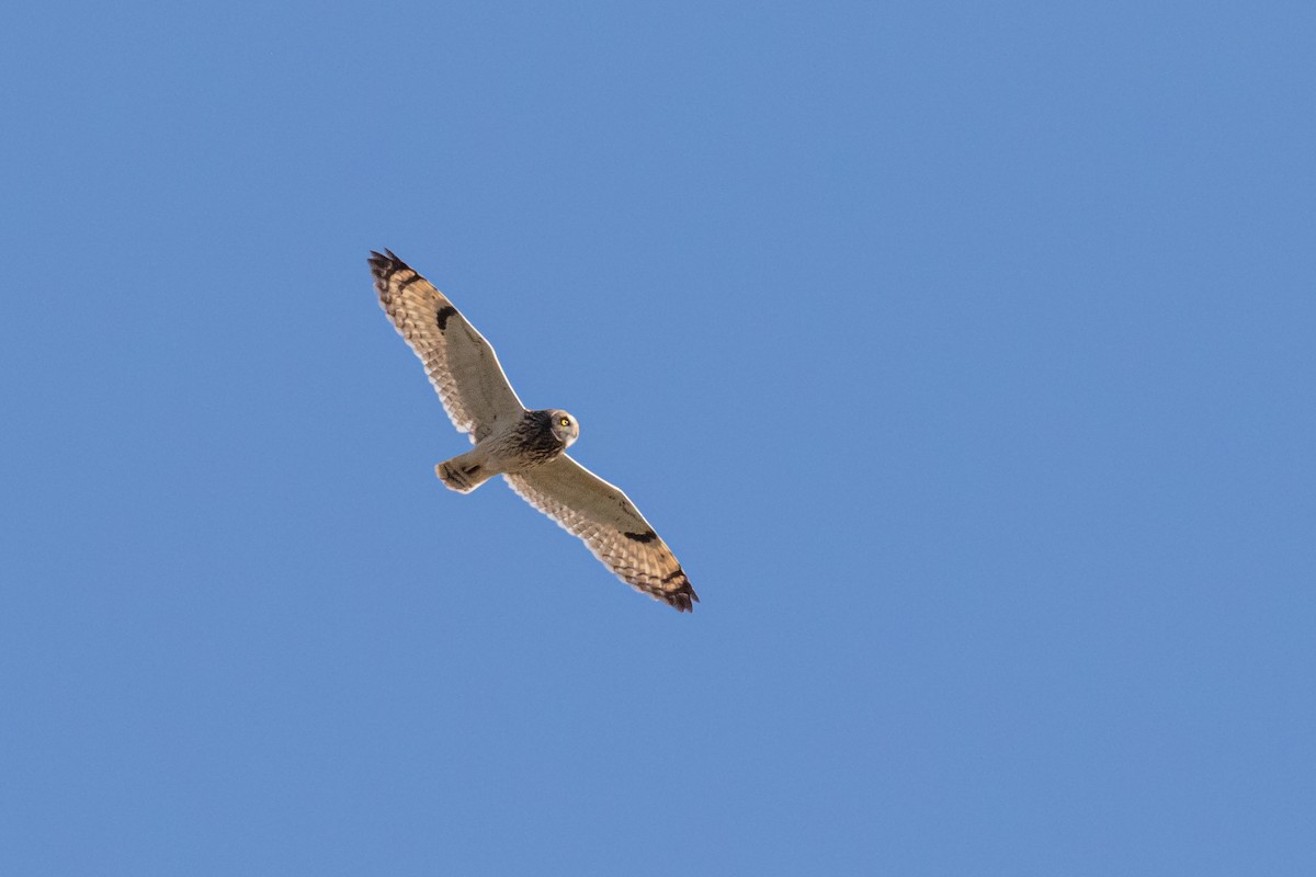 Short-eared Owl - ML625566546