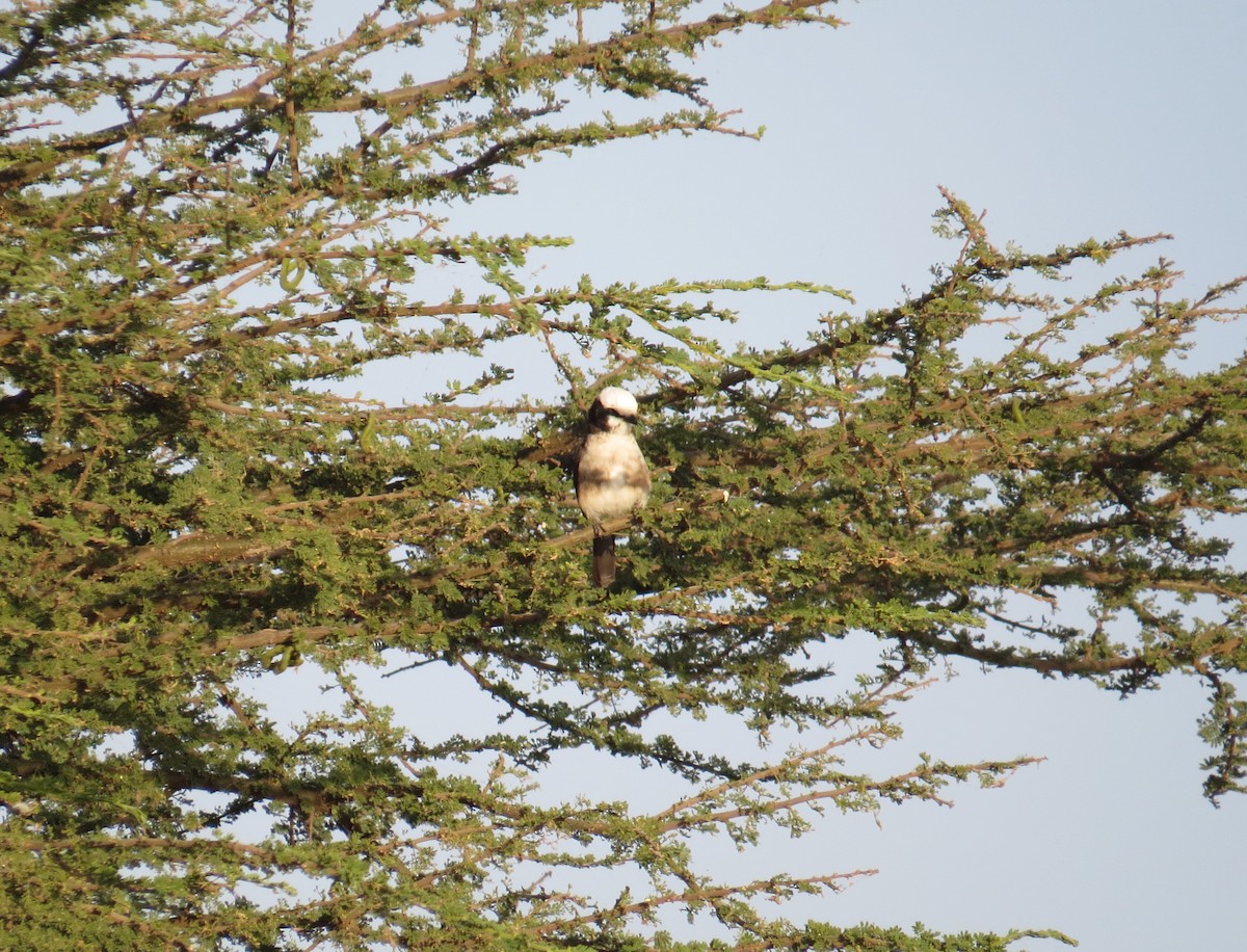 White-rumped Shrike - ML625566556