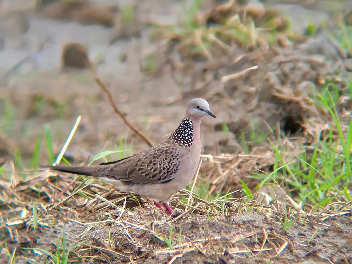 Spotted Dove - ML625566581