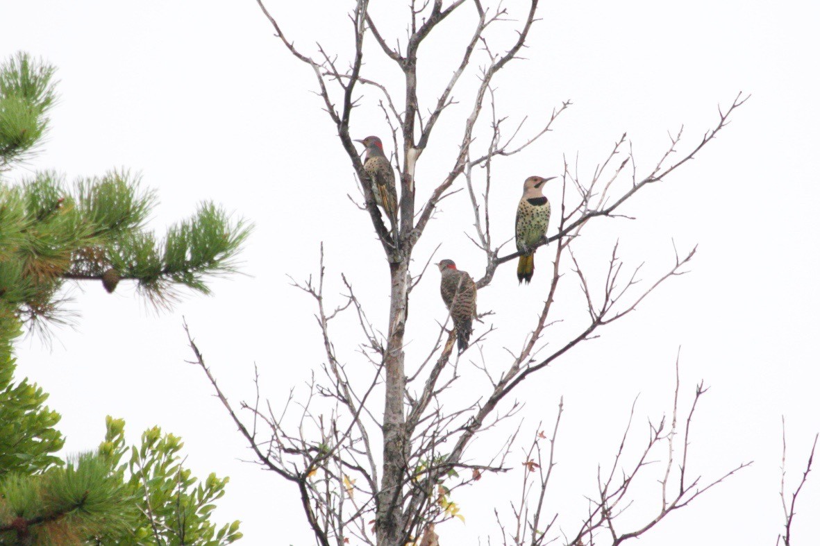 Northern Flicker (Yellow-shafted) - ML625566606