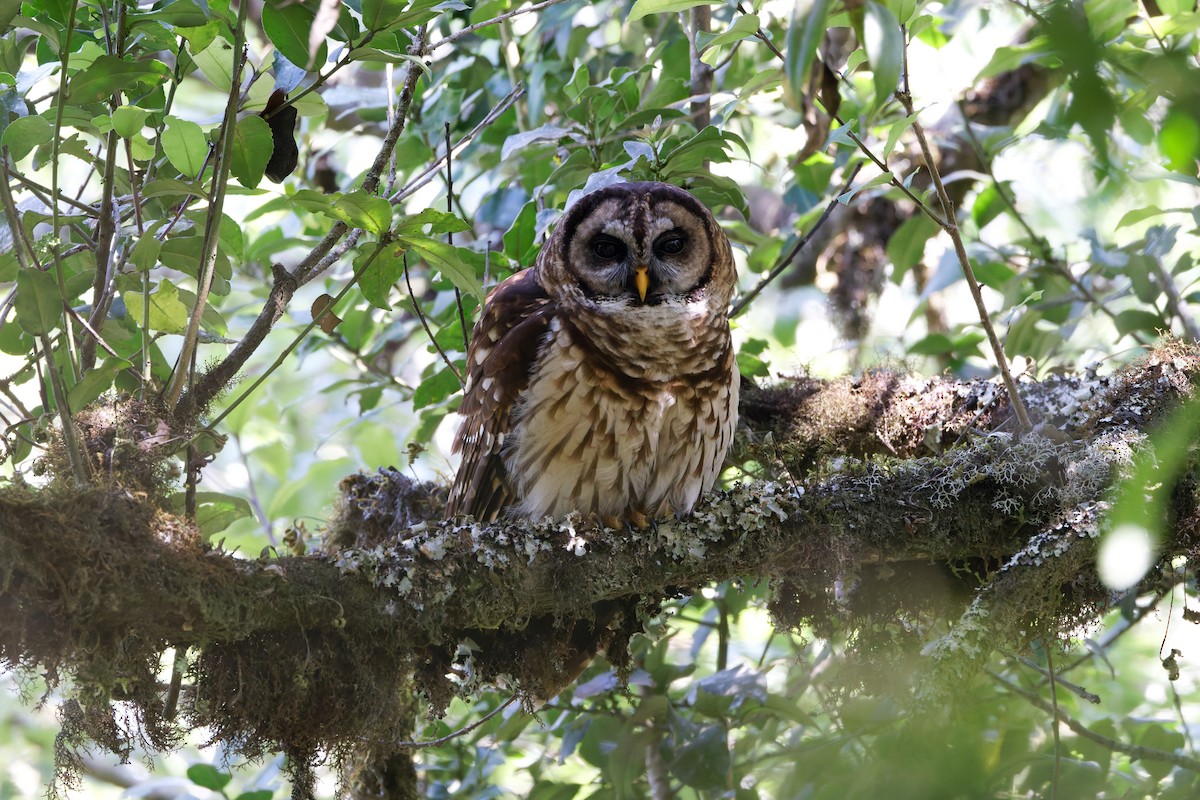 Fulvous Owl - Charles Davies