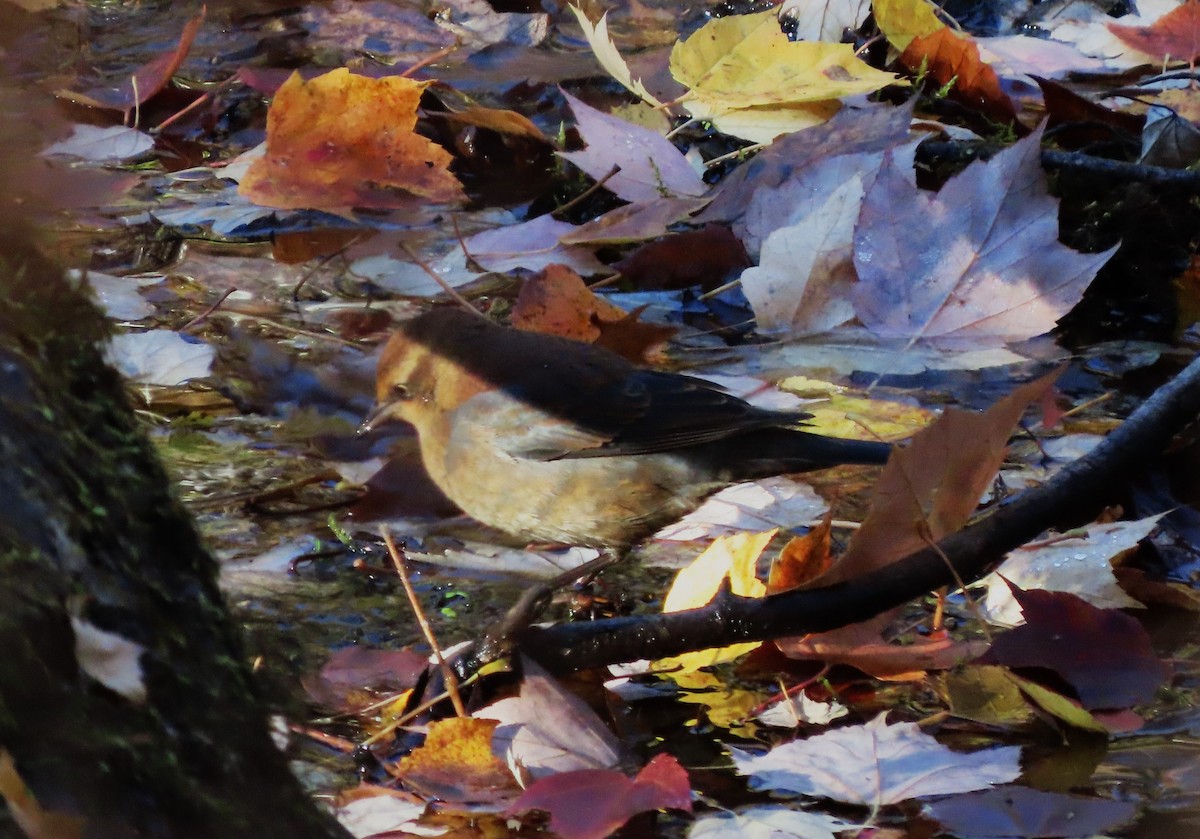 Rusty Blackbird - tom aversa