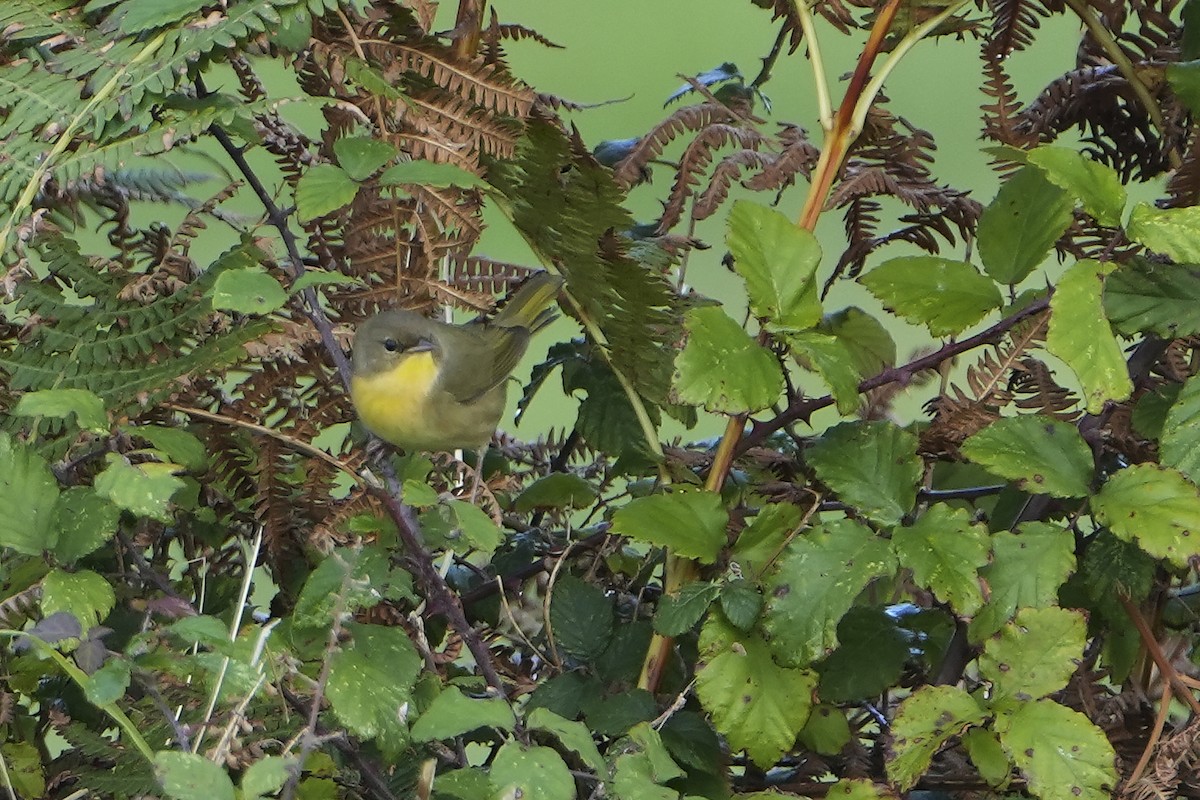 Common Yellowthroat - Saúl Román Raso