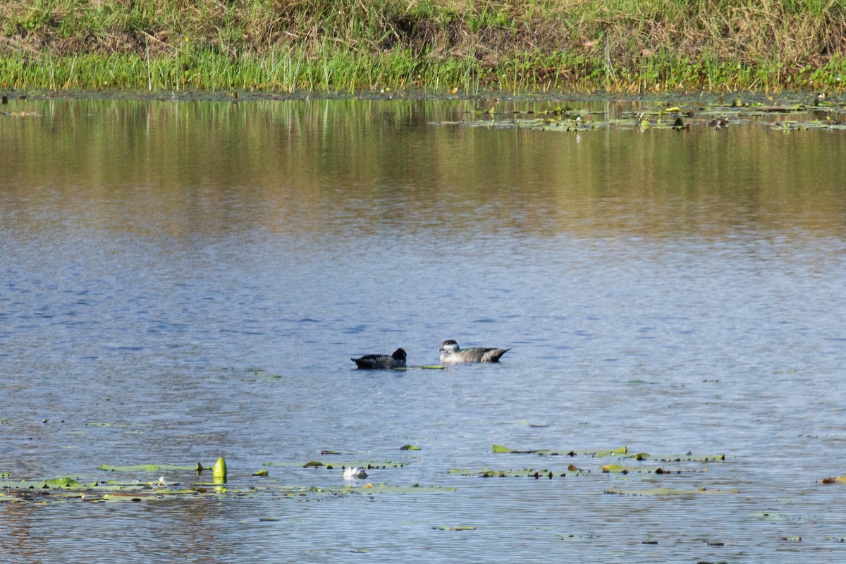 Green Pygmy-Goose - ML625566687