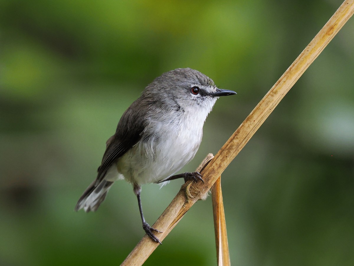 Brown Gerygone - ML625566690