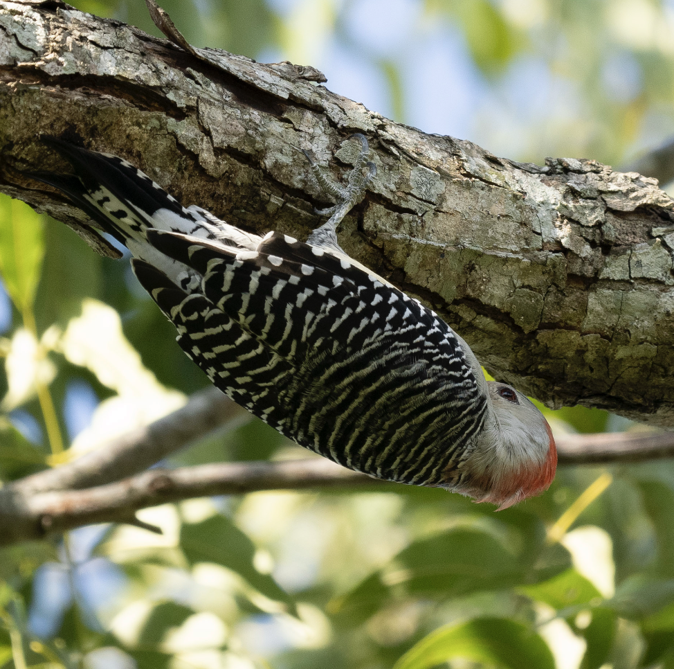 Red-bellied Woodpecker - ML625566770