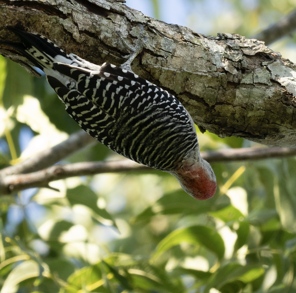 Red-bellied Woodpecker - ML625566771