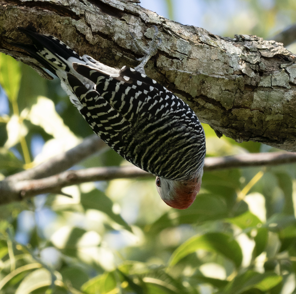 Red-bellied Woodpecker - ML625566775