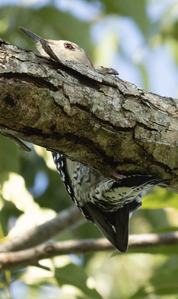 Red-bellied Woodpecker - ML625566785