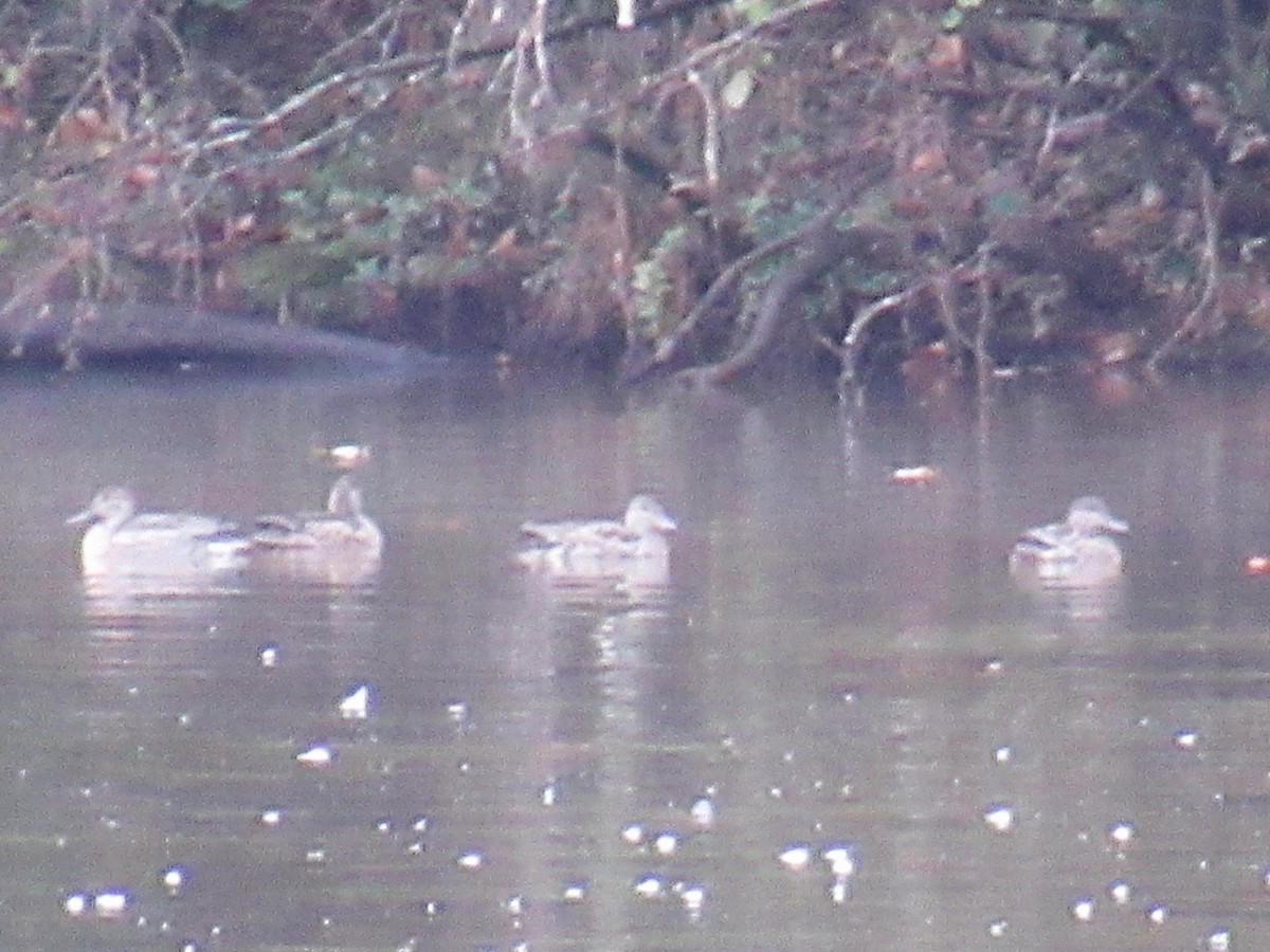 Green-winged Teal - ML625566787