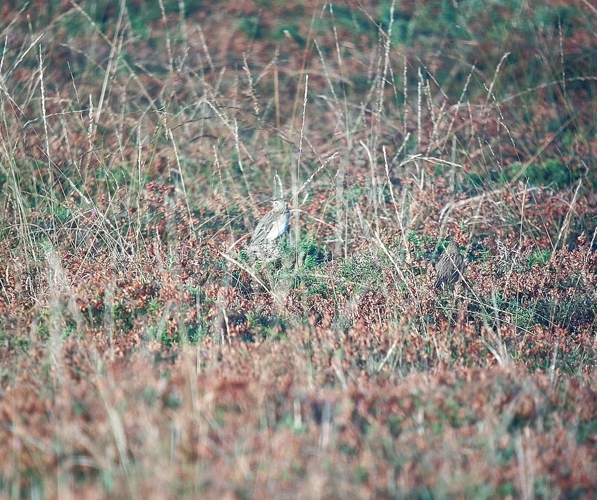 Richard's Pipit - ML625566873