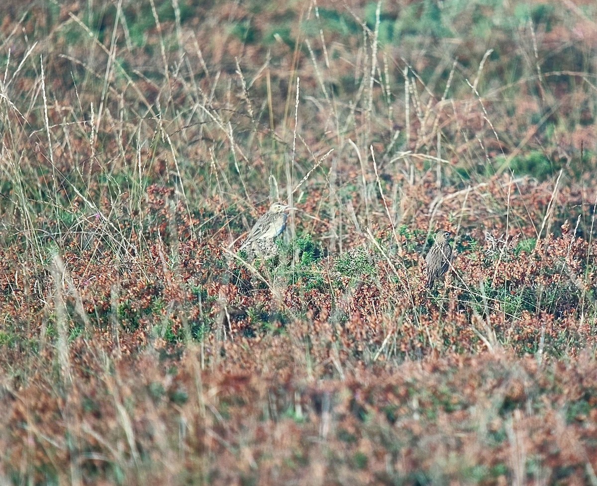 Richard's Pipit - ML625566874