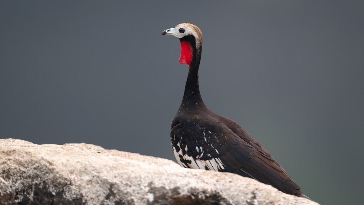 Red-throated Piping-Guan - ML625566903