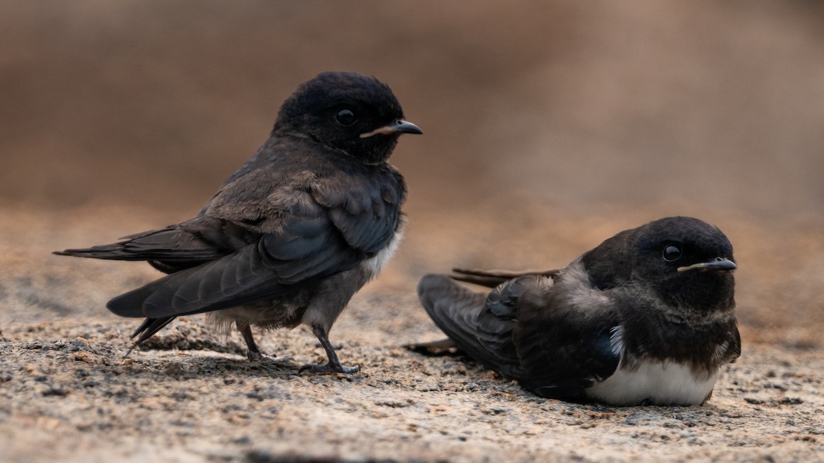 White-banded Swallow - ML625566920