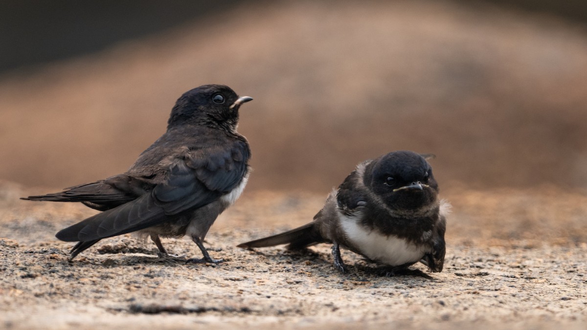 Golondrina Fajiblanca - ML625566921