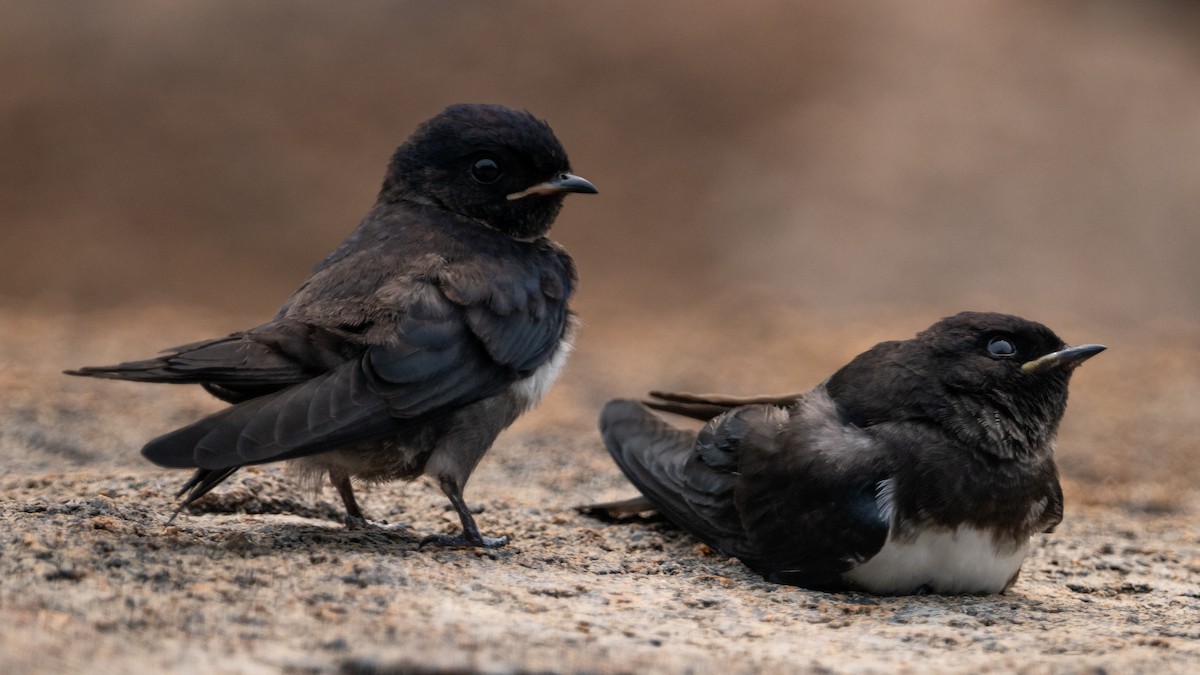 Golondrina Fajiblanca - ML625566922