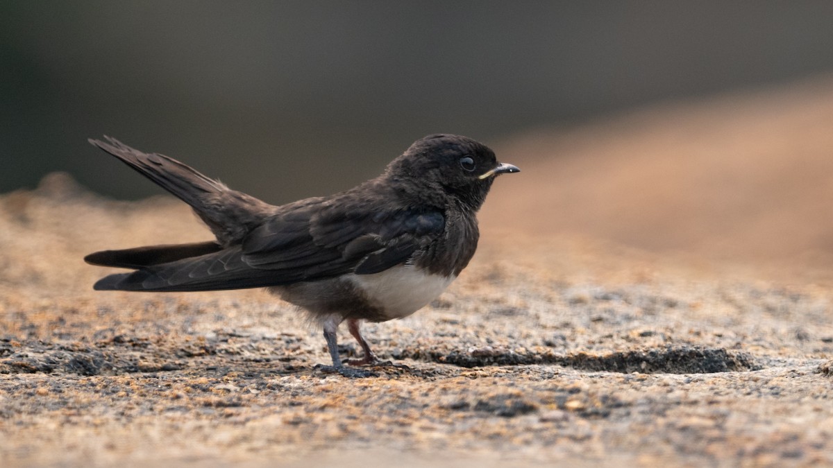 White-banded Swallow - ML625566923