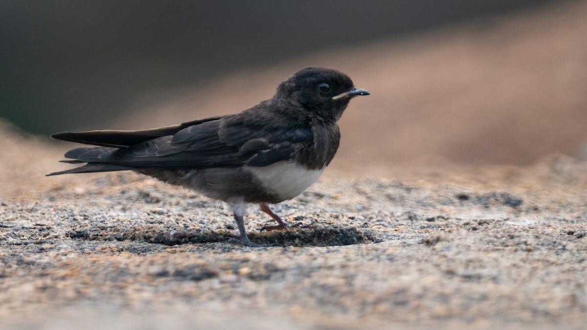 Golondrina Fajiblanca - ML625566924