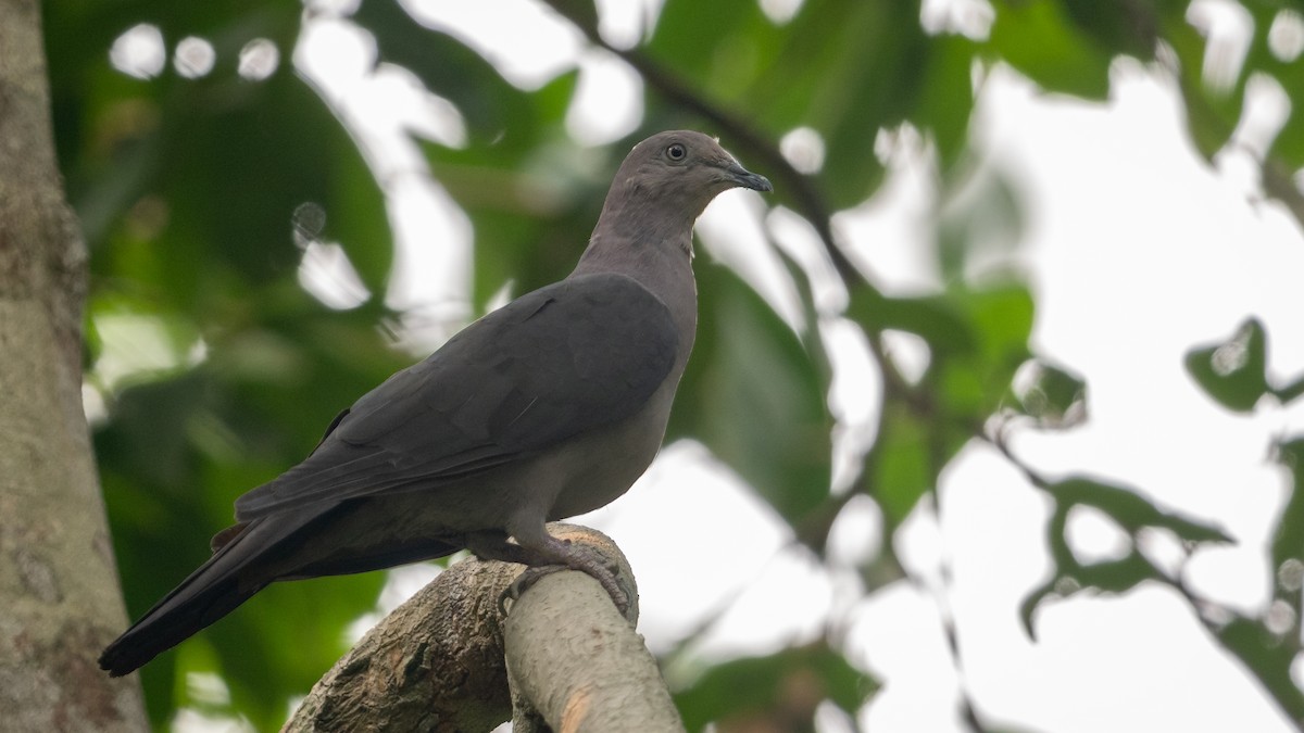 Plumbeous Pigeon - ML625566948