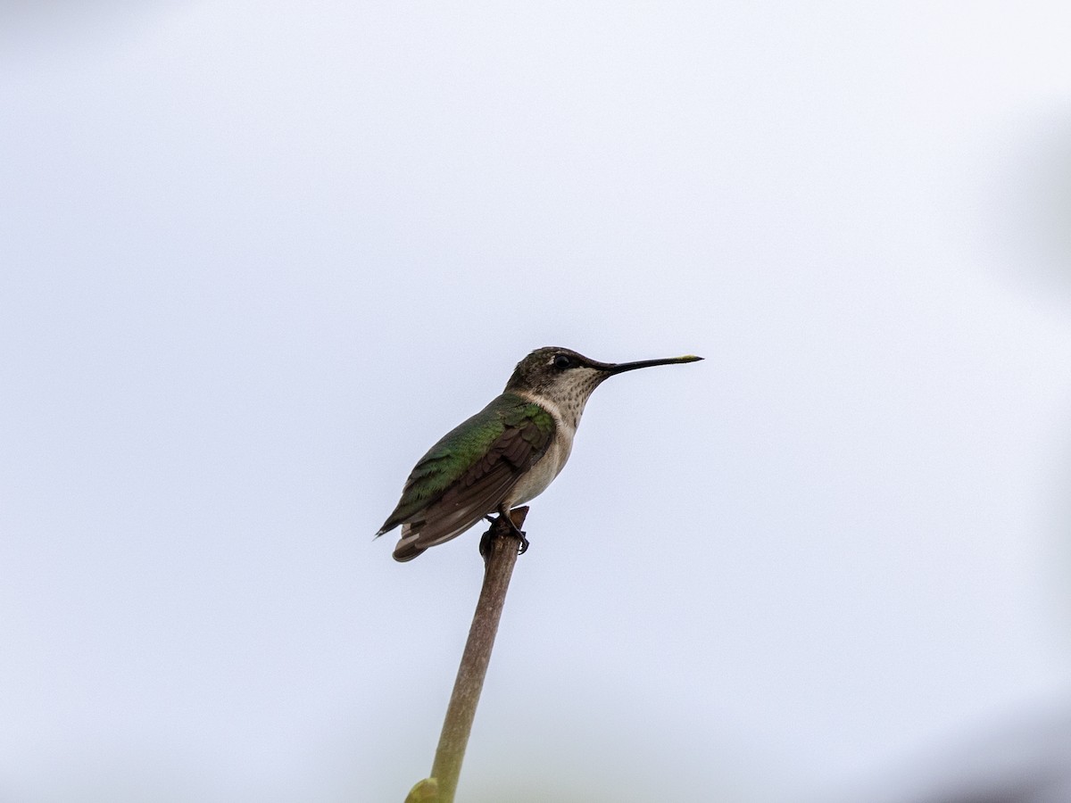 Ruby-throated Hummingbird - ML625566952