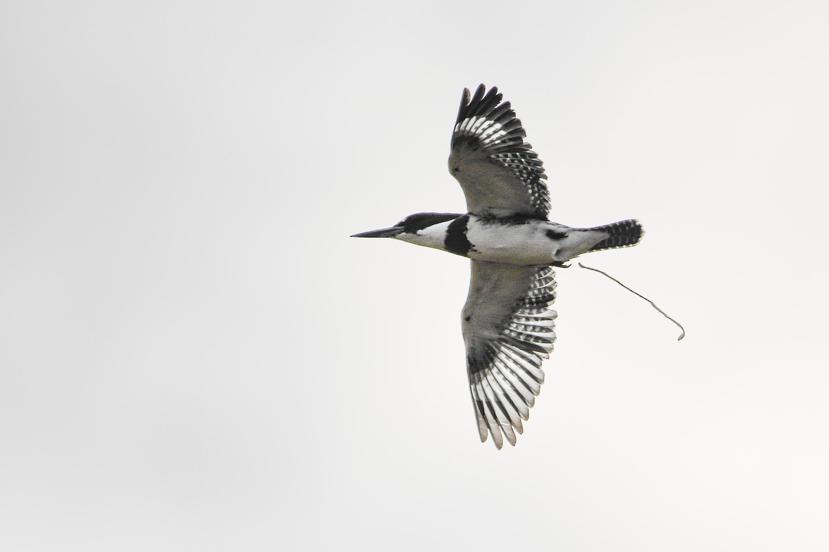 Belted Kingfisher - ML625566974