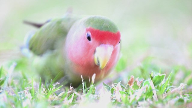 Rosy-faced Lovebird - ML625567013