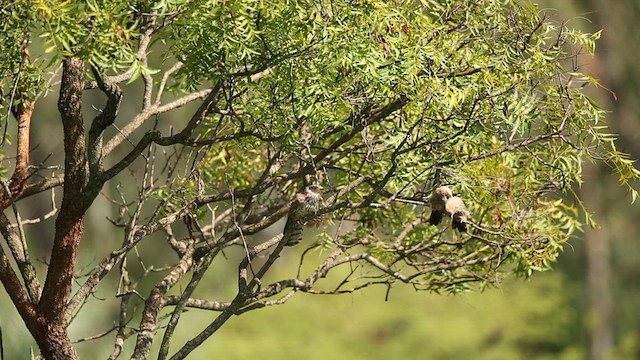 Common Hawk-Cuckoo - ML625567025