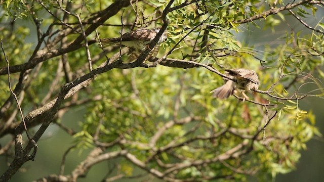 Common Hawk-Cuckoo - ML625567028