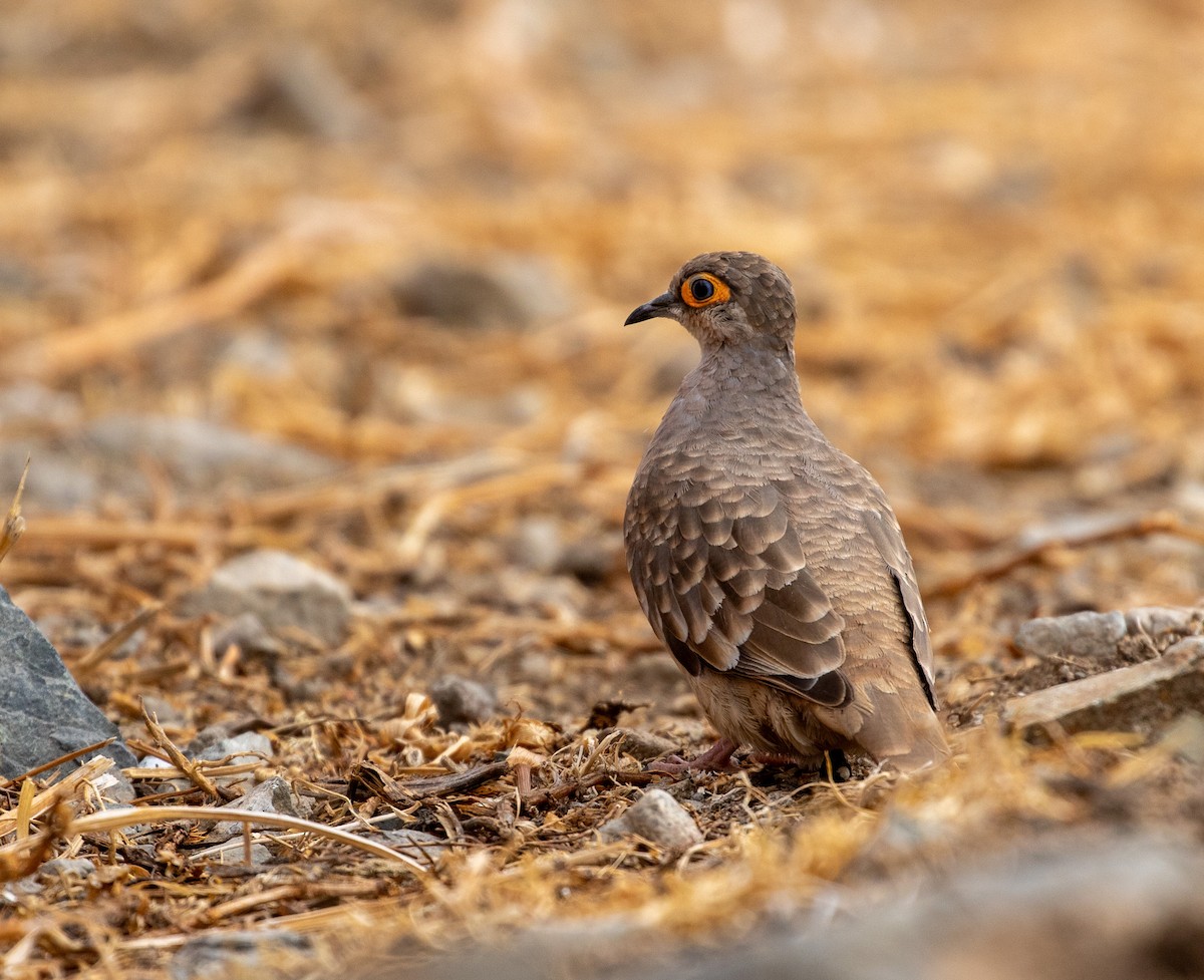 Bare-faced Ground Dove - ML625567076