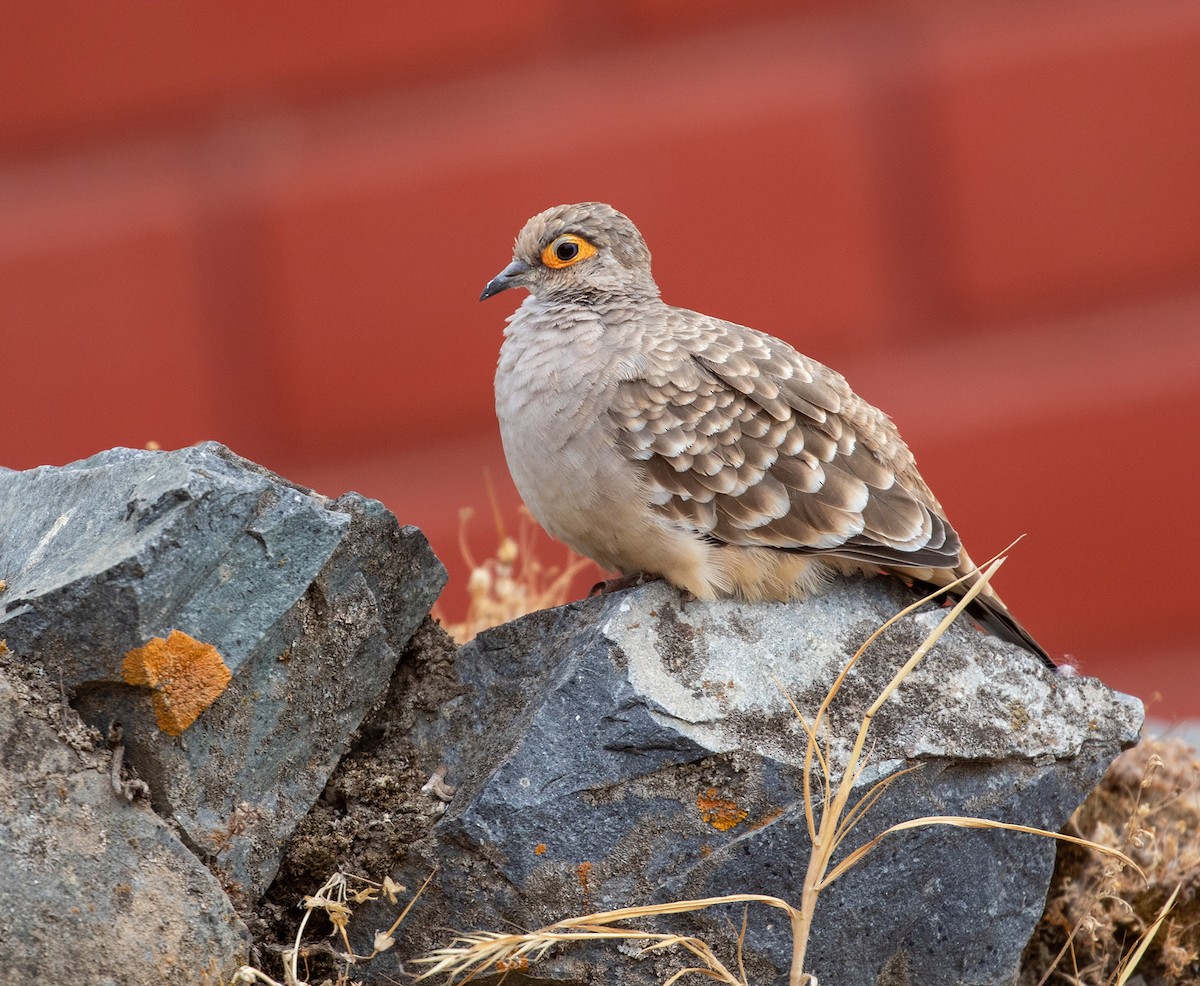 Bare-faced Ground Dove - ML625567081