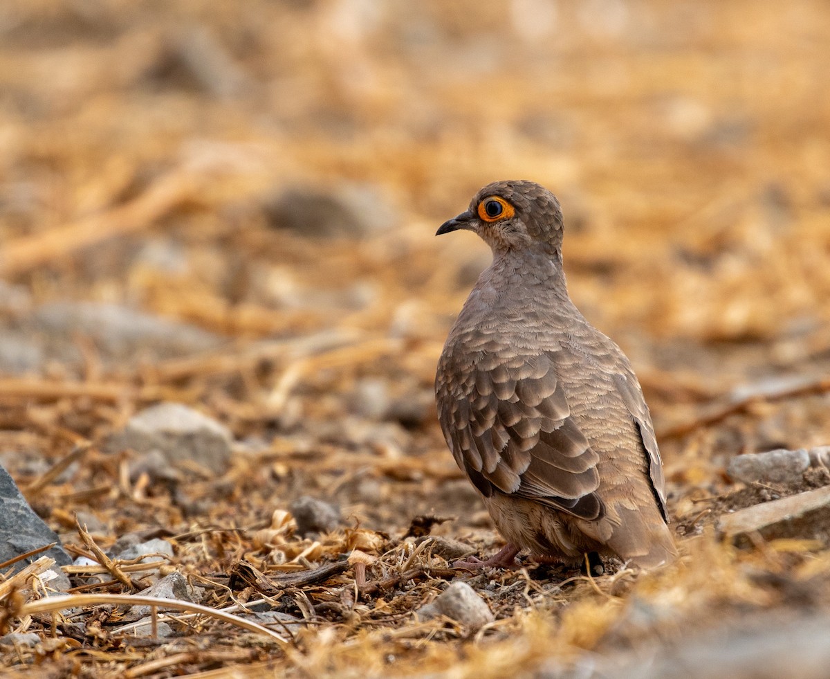 Bare-faced Ground Dove - ML625567094