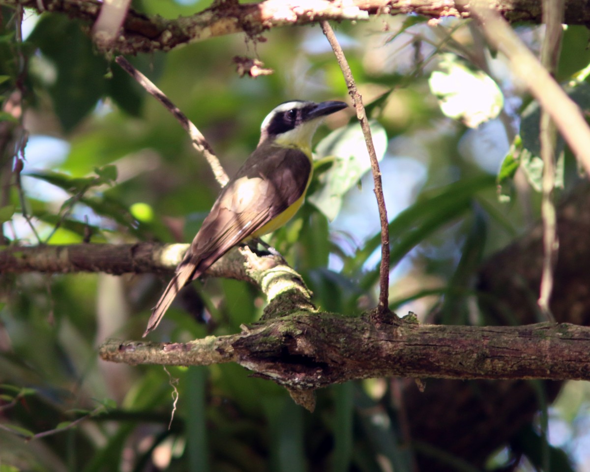 Boat-billed Flycatcher - ML625567181