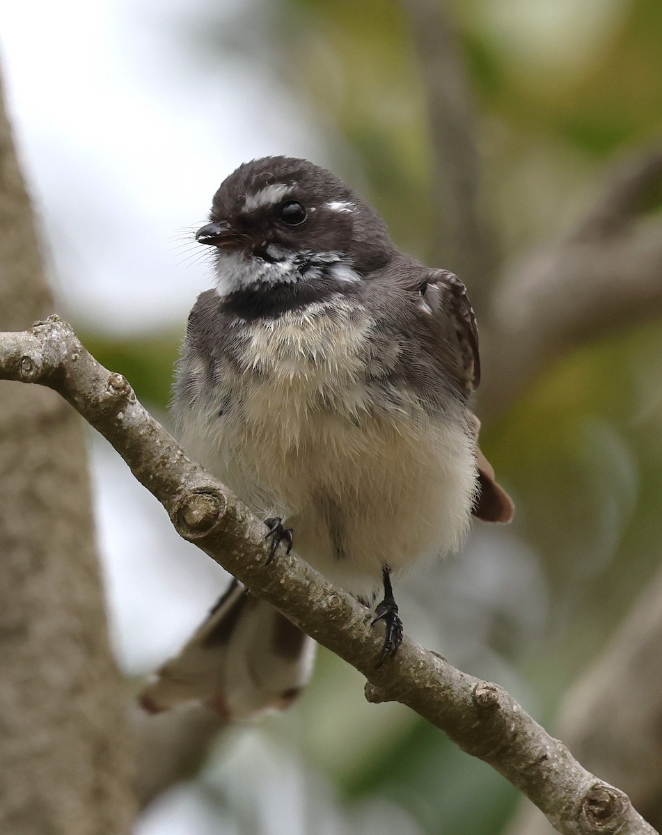 Gray Fantail - ML625567189