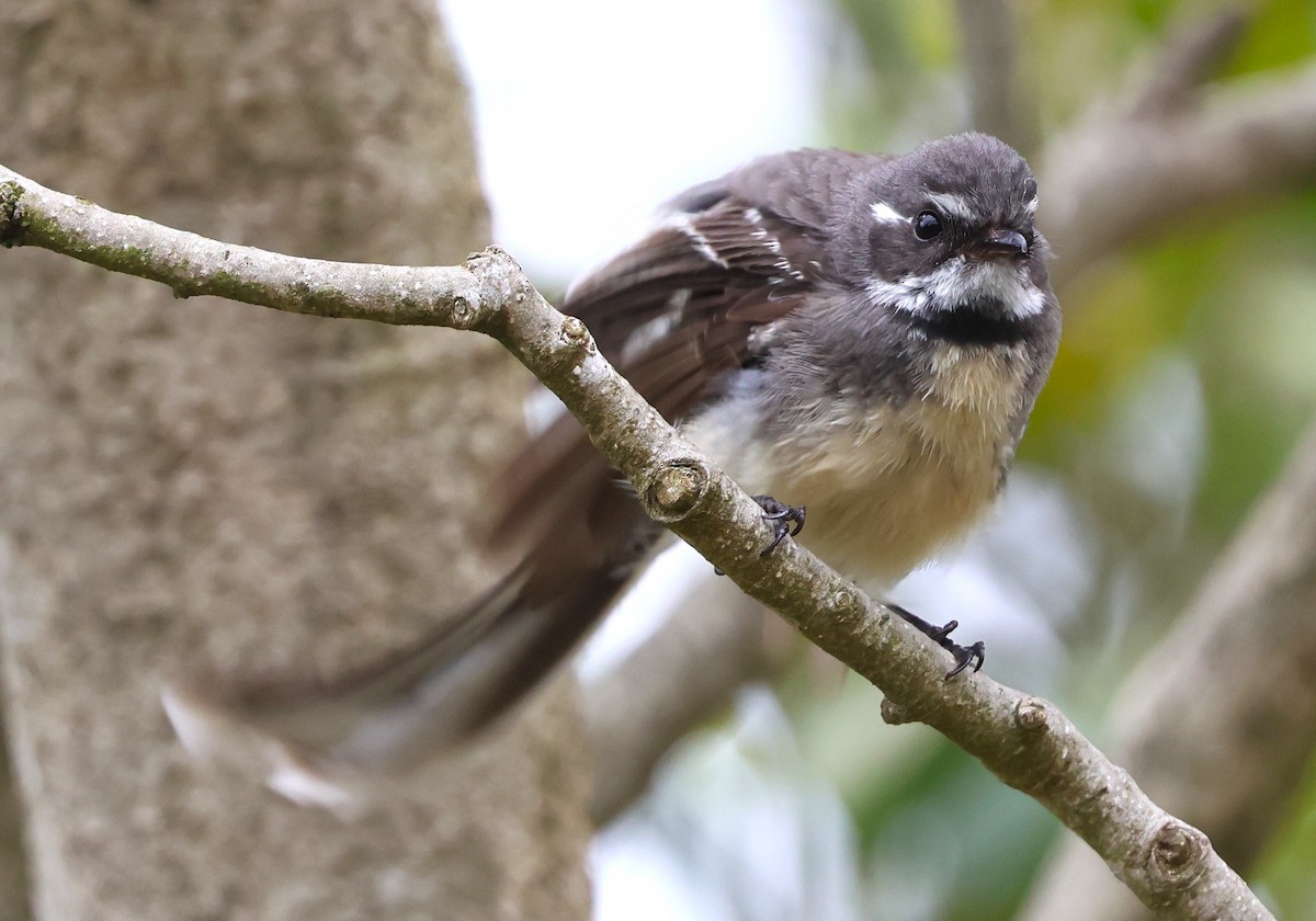 Gray Fantail - ML625567190