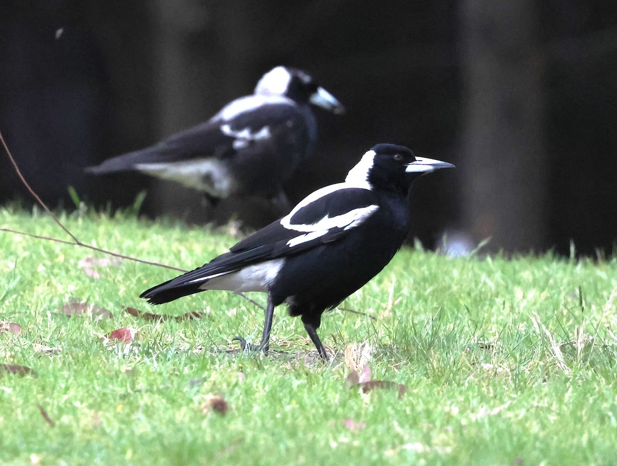 Australian Magpie - ML625567196