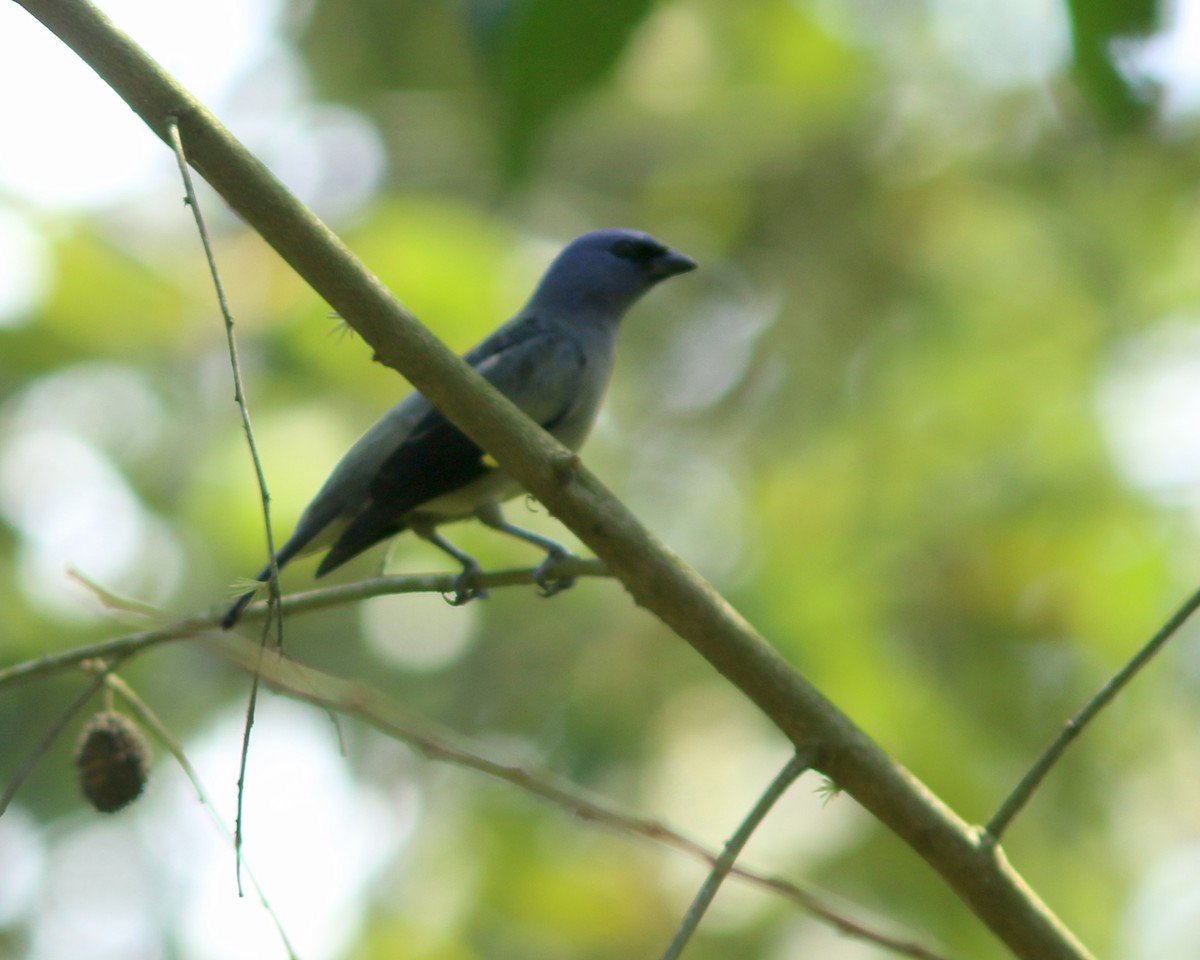 Tangara Aliamarilla - ML625567199